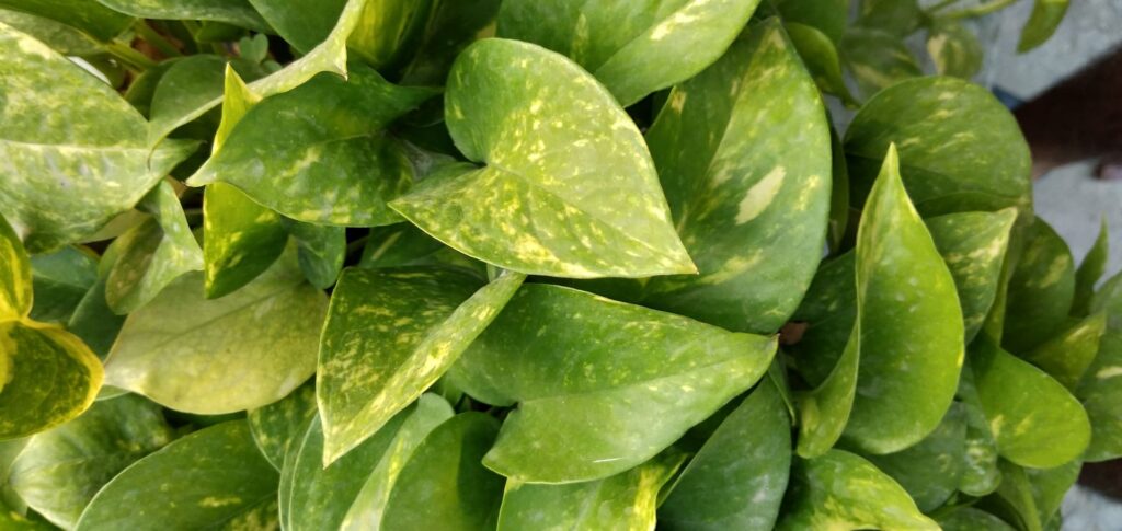 pothos Money plant