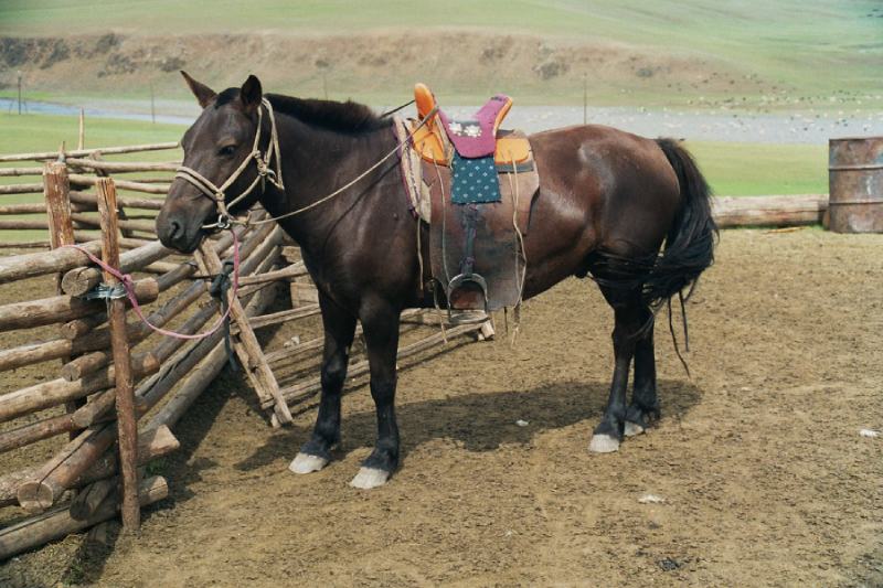 Mongolian horse outdoors