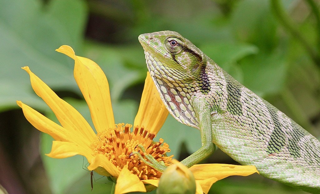 Monkey Lizard