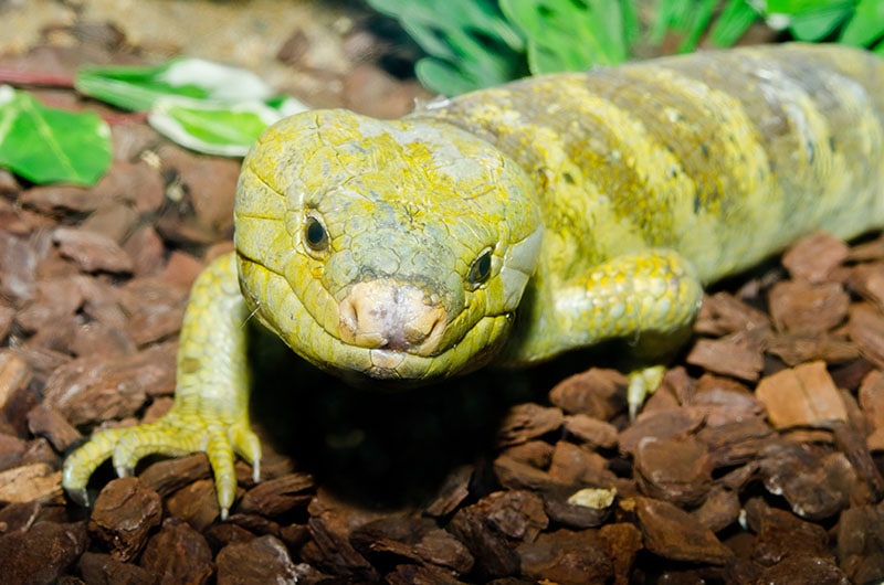 Monkey-Tailed skink
