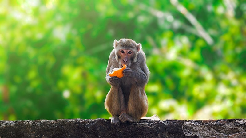 Monkey eating orange fruit and sitting