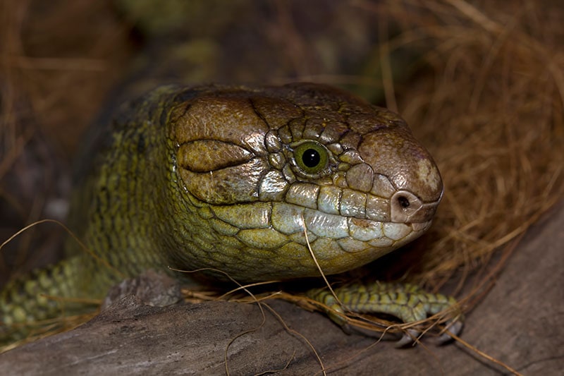 Monkey tailed skink closeup head