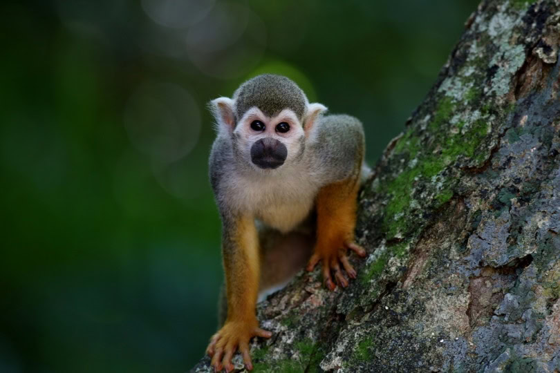 Monkey up a tree