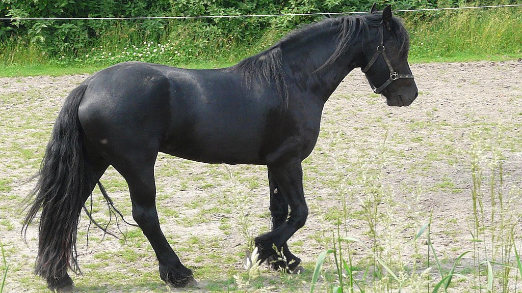 Mooi zwart paard