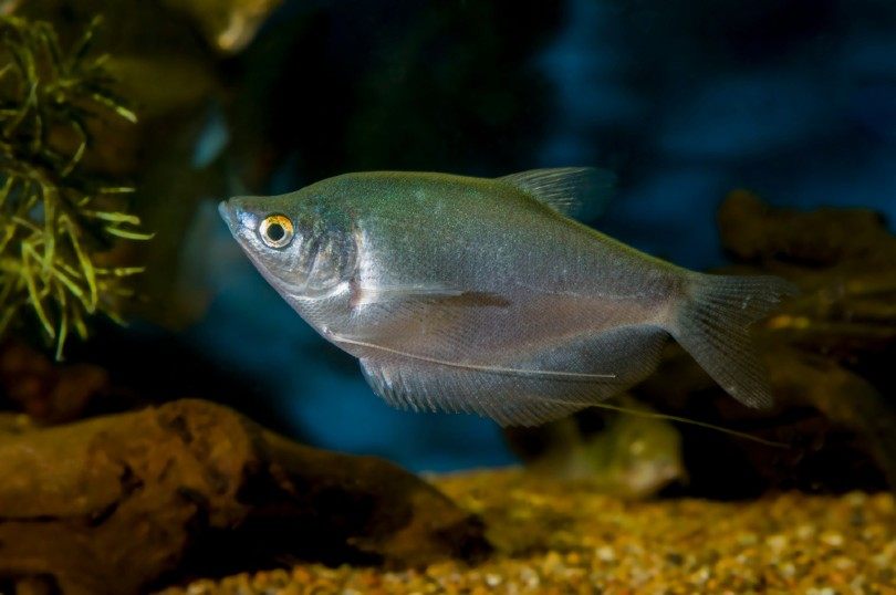 Moonlight Gourami