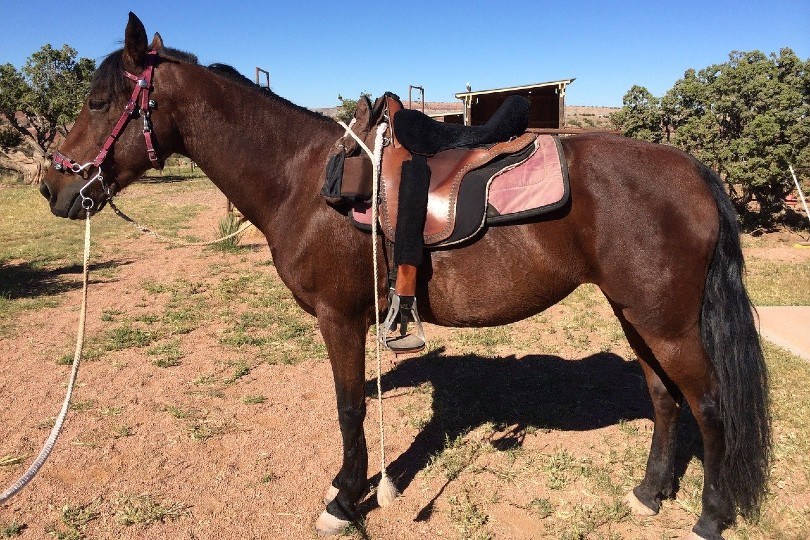 Morgan Horse