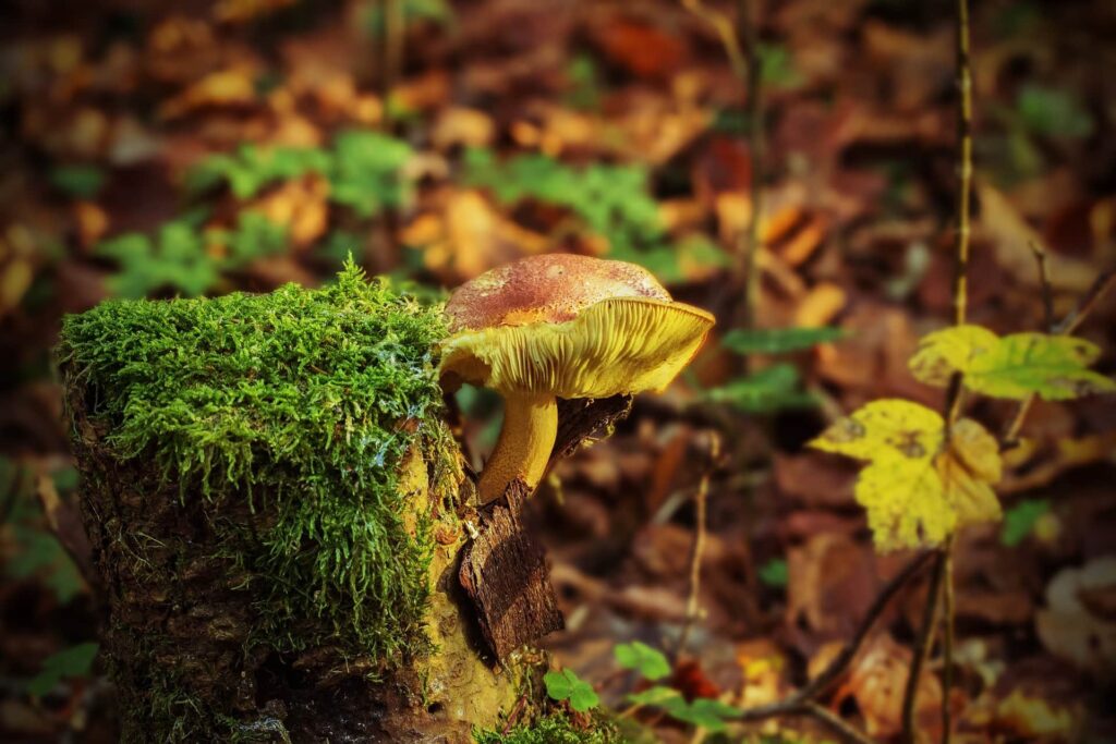 Moss