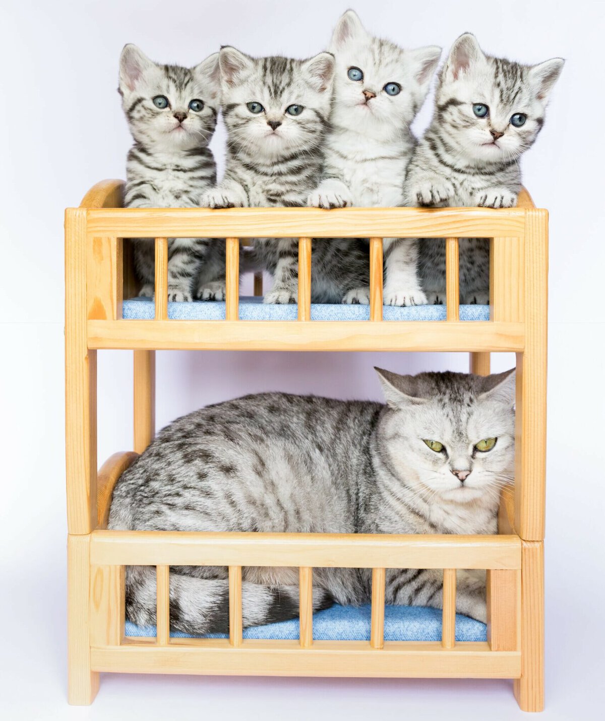Mother cat with four young kittens in pile bed