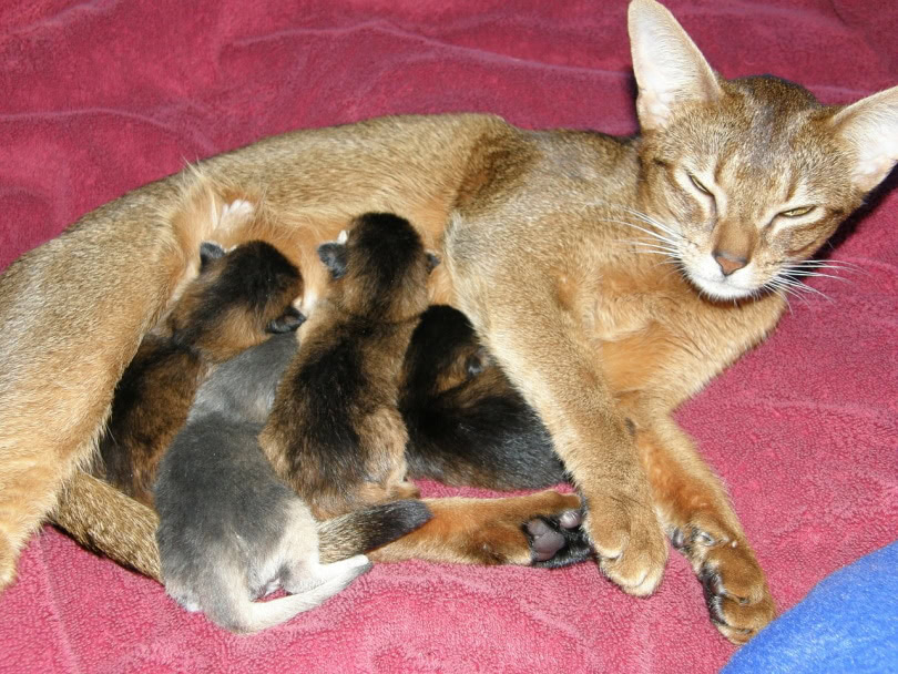 Mother cat with her kittens