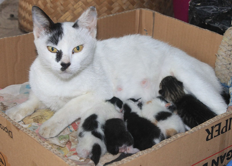 Mother cat with her newborn litter of kittens