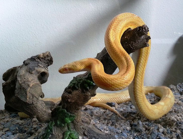 Motley Yellow Corn Snake Morph