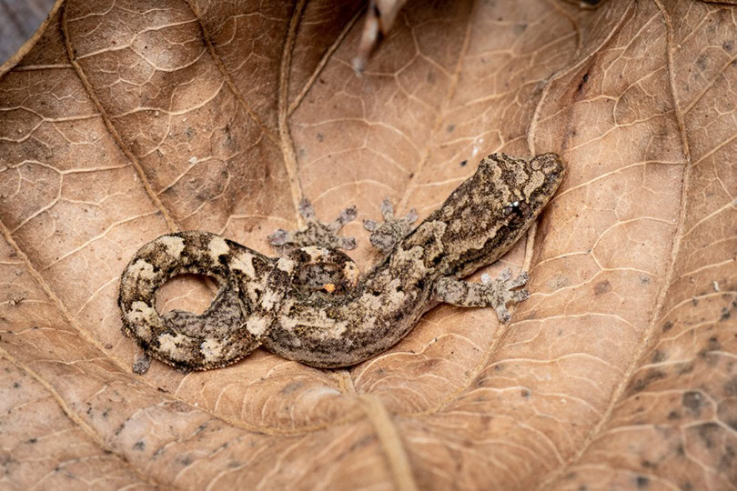 Mourning Gecko