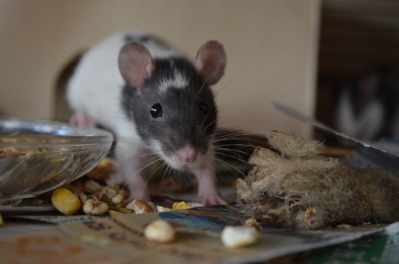 Mouse eating walnuts