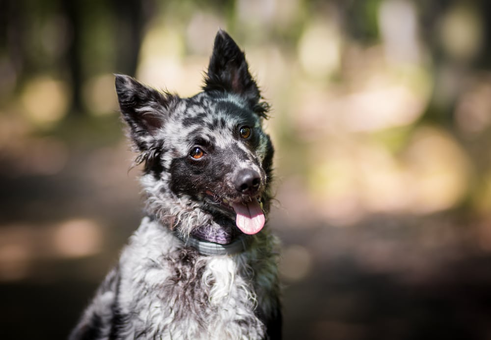 Mudi pupppy