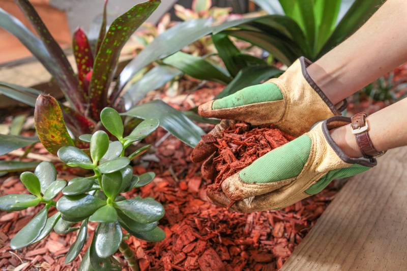 Mulching garden beds with red cedar wood chip mulch