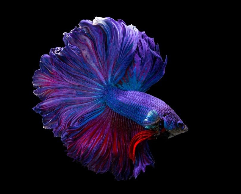 Multi color Siamese fighting fish betta_panpilai paipa_shutterstock
