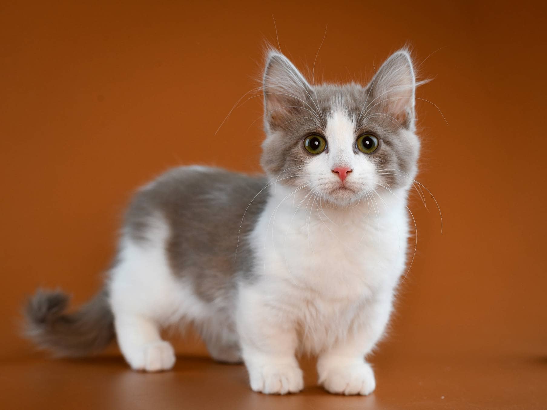 Munchkin