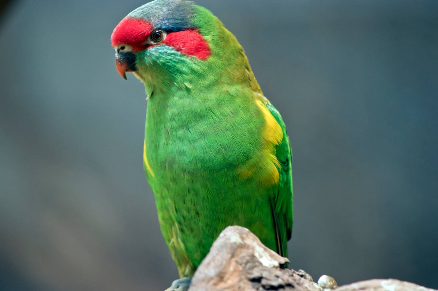 Musk Lorikeet