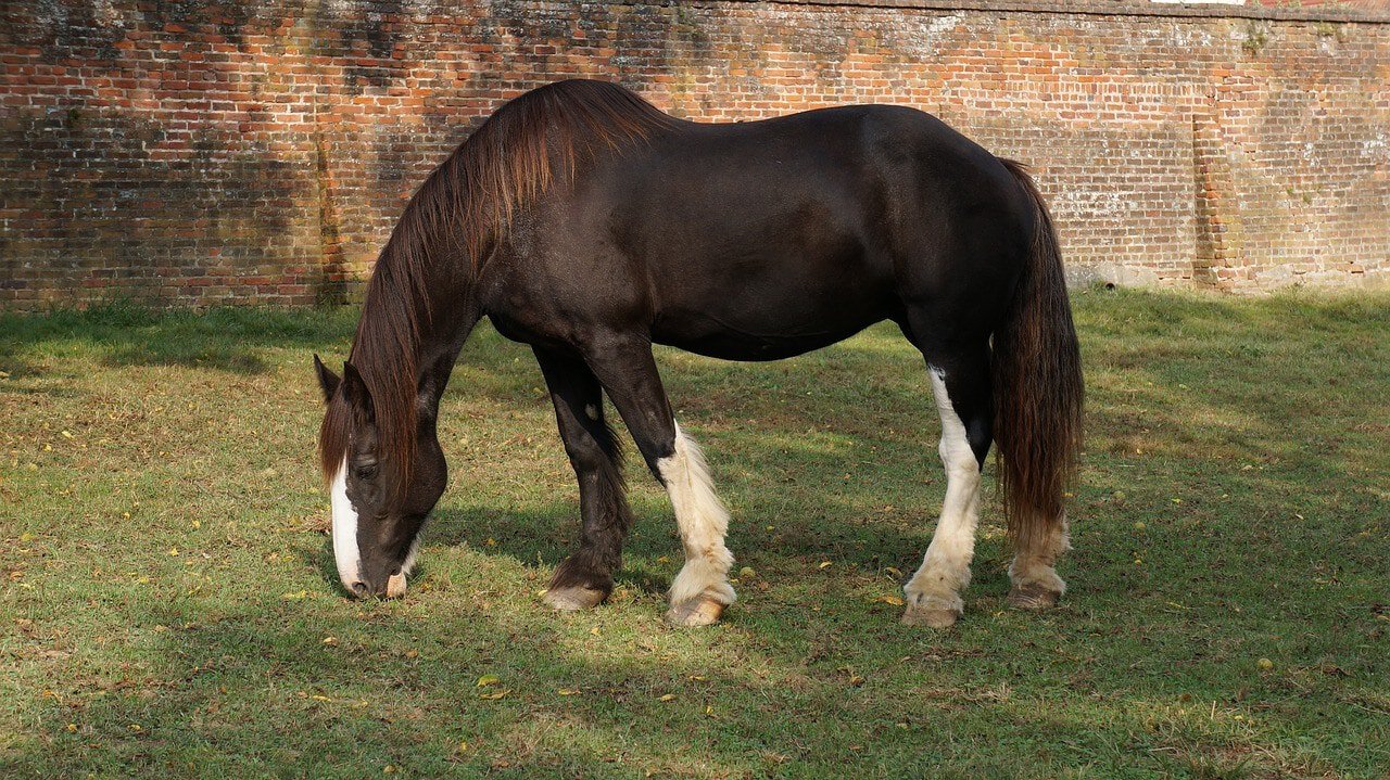 Mustang horse