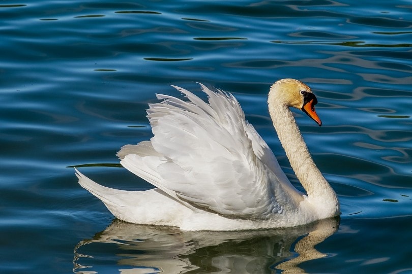Mute Swan
