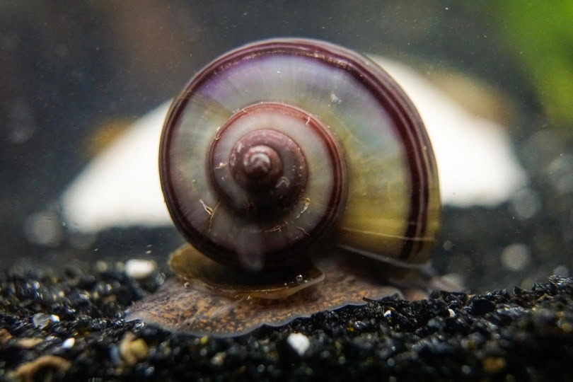 Mystery Snail_Adam_Nau37_Shutterstock