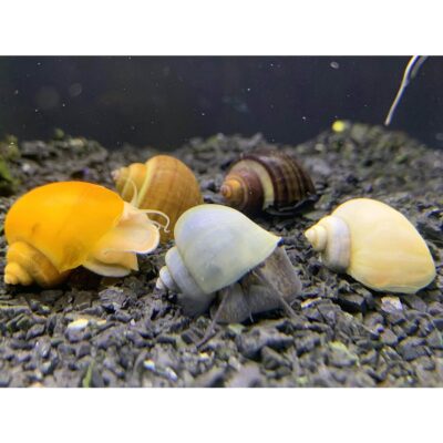 Mystery Snails