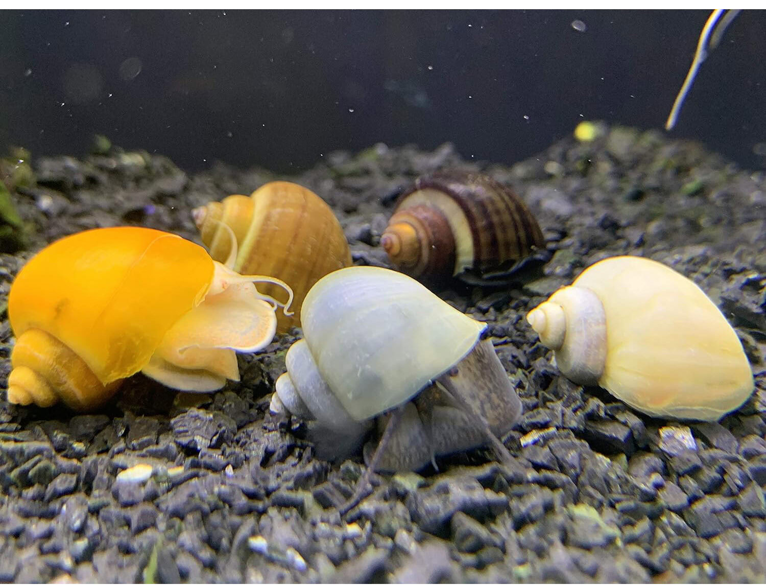 Mystery Snails
