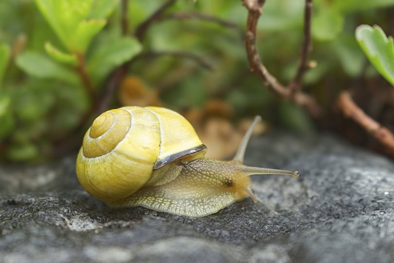 Mystery snail_Michael Strobel_Pixabay
