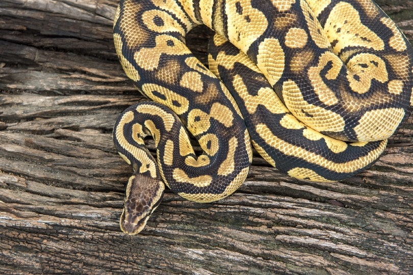 Mystic Ball Python Black and yellow