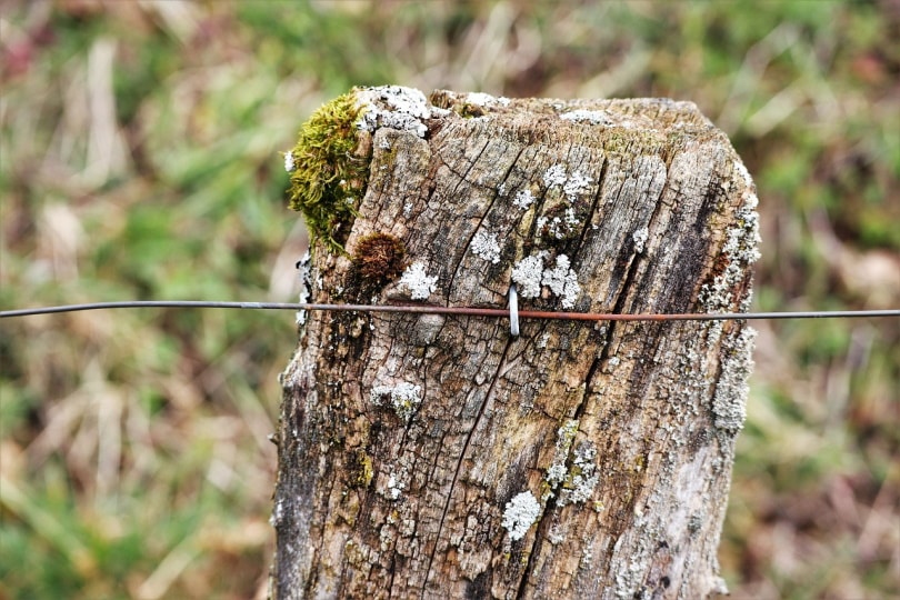 Nailing a wire fence on a post
