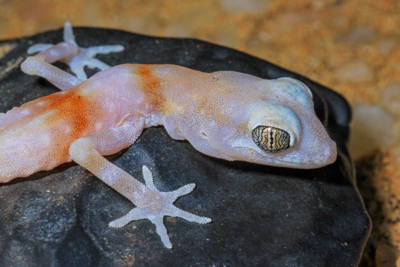 Namib Ghost gecko