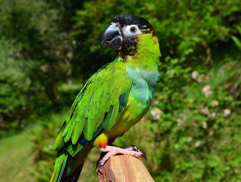 Nanday Conure