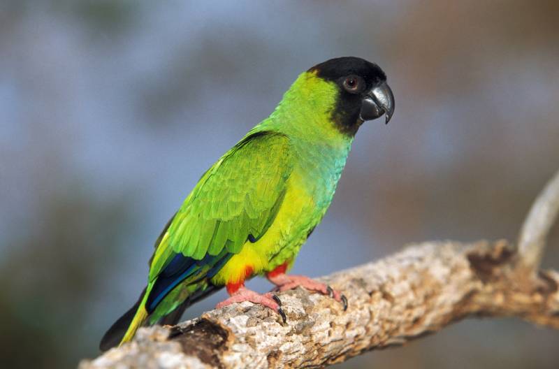 Nanday Conure