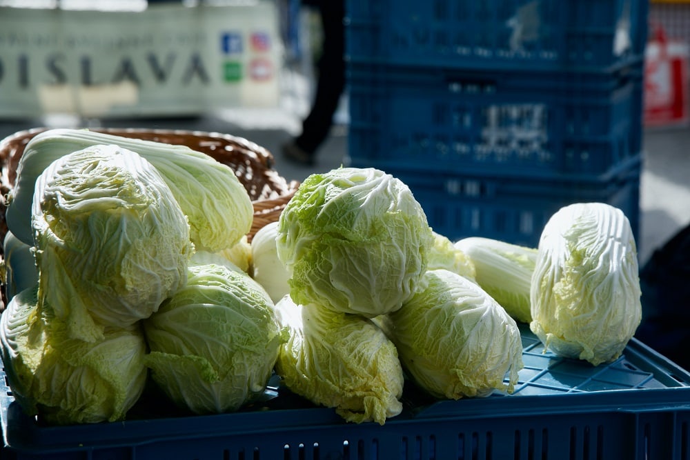 Napa Cabbage