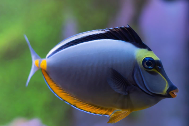 Naso Tang fish close up