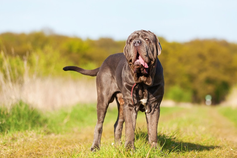 Neapolitan Mastiffs
