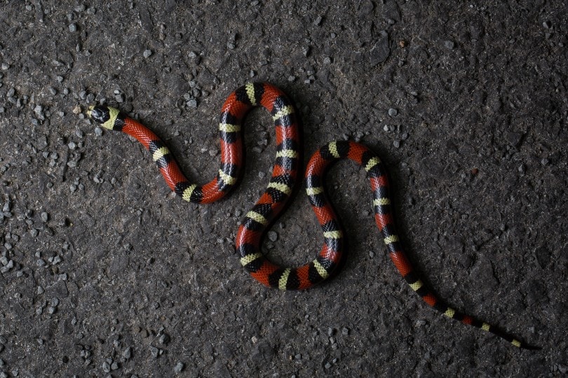 Nelson’s Milk Snake