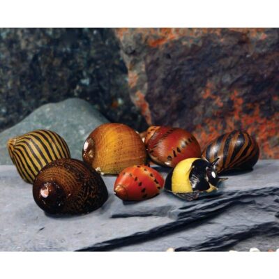 Nerite Snails