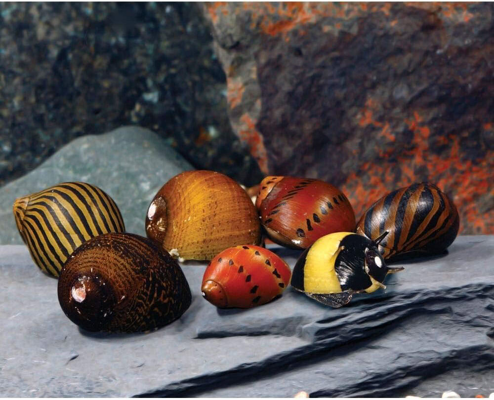 Nerite Snails