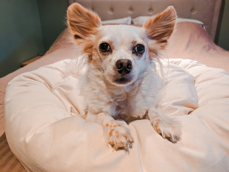 Nest Bedding Dog Bed - lorelei lying on the product on the bed