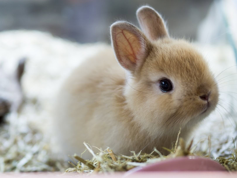 Netherlands dwarf rabbit_RATT_ANARACH_Shutterstock