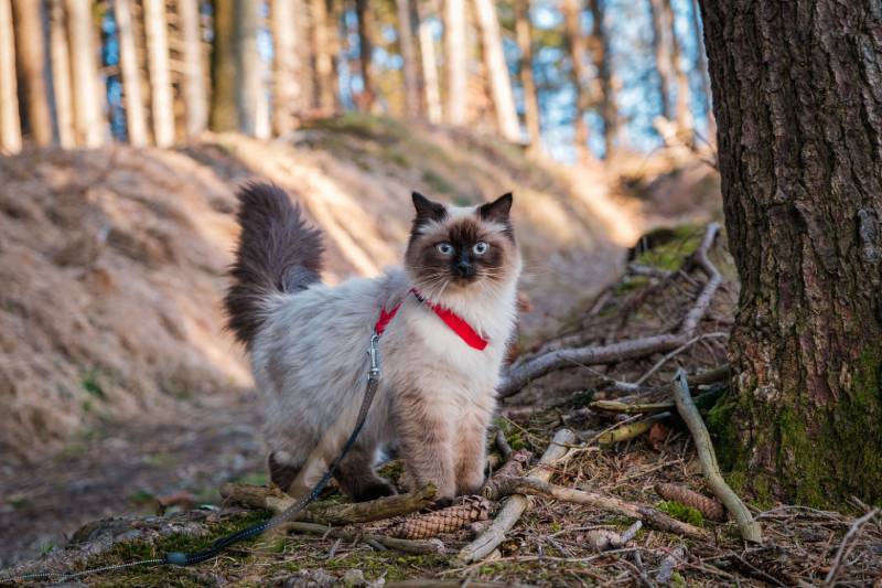 Neva Masquerade Cat on Leash