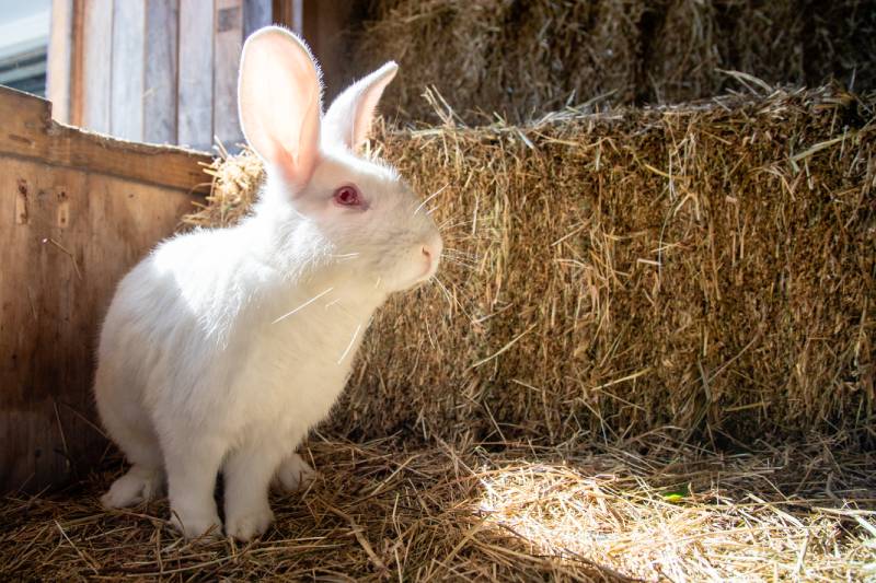 New Zealand White Rabbit