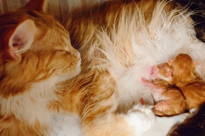 Newborn kittens and a rare female ginger cat. Ginger queen nursing newborns