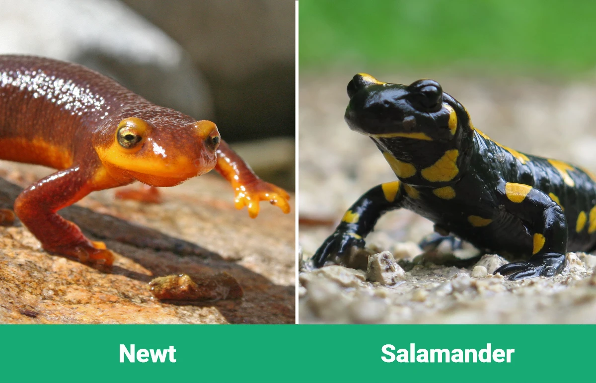 Newt vs Salamander - Visual Differences