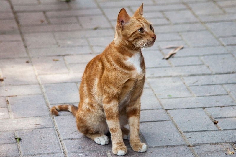 Nile Valley Egyptian Cat_Shutterstock_Rodrigo Munoz Sanchez