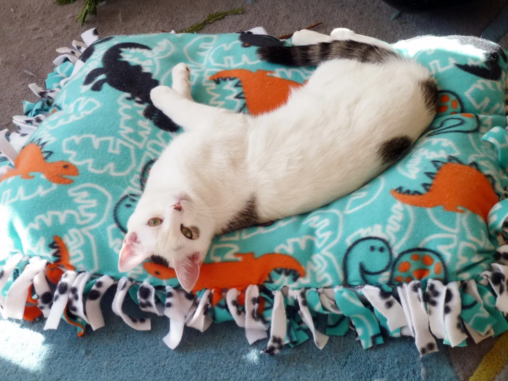 No-Sew Pet Bed