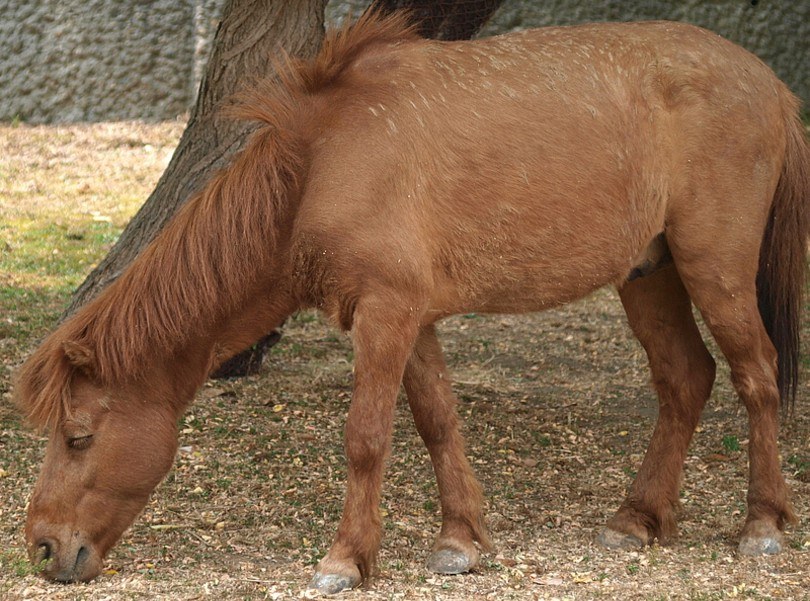 Noma Horse