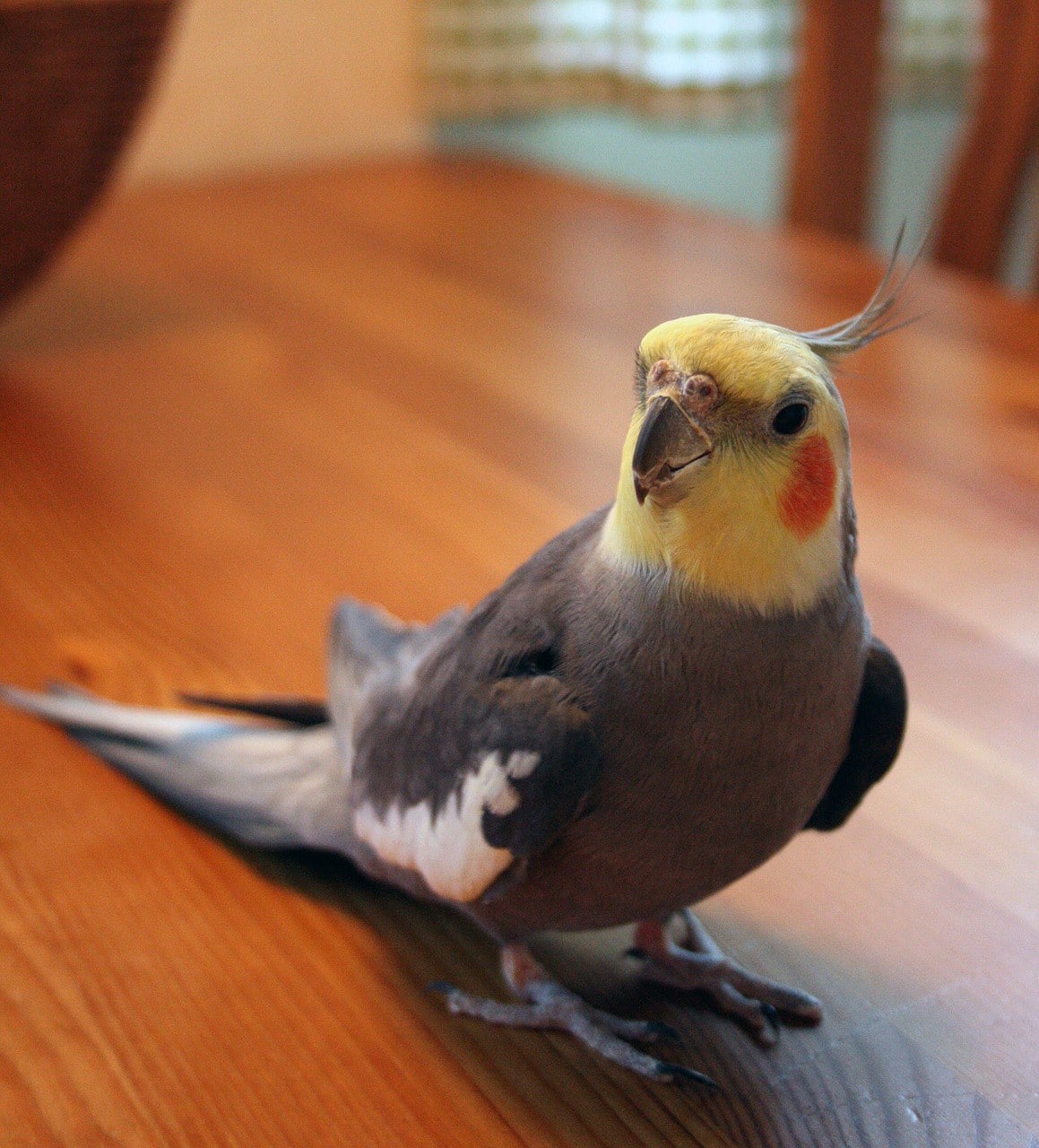 Normal Grey Cockatiel