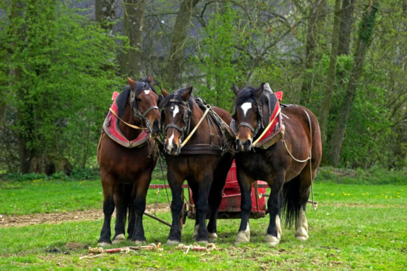 Norman Cob horses harnessed